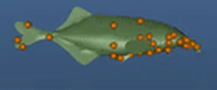 3D fish model with electrosensors on its body