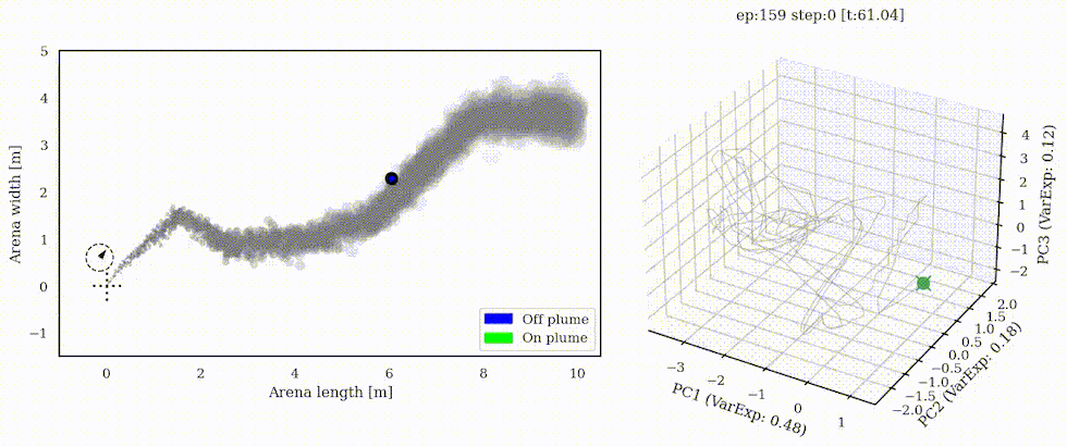Agent tracking a turbulent odor plume, alongside its neural activity in three dimensions